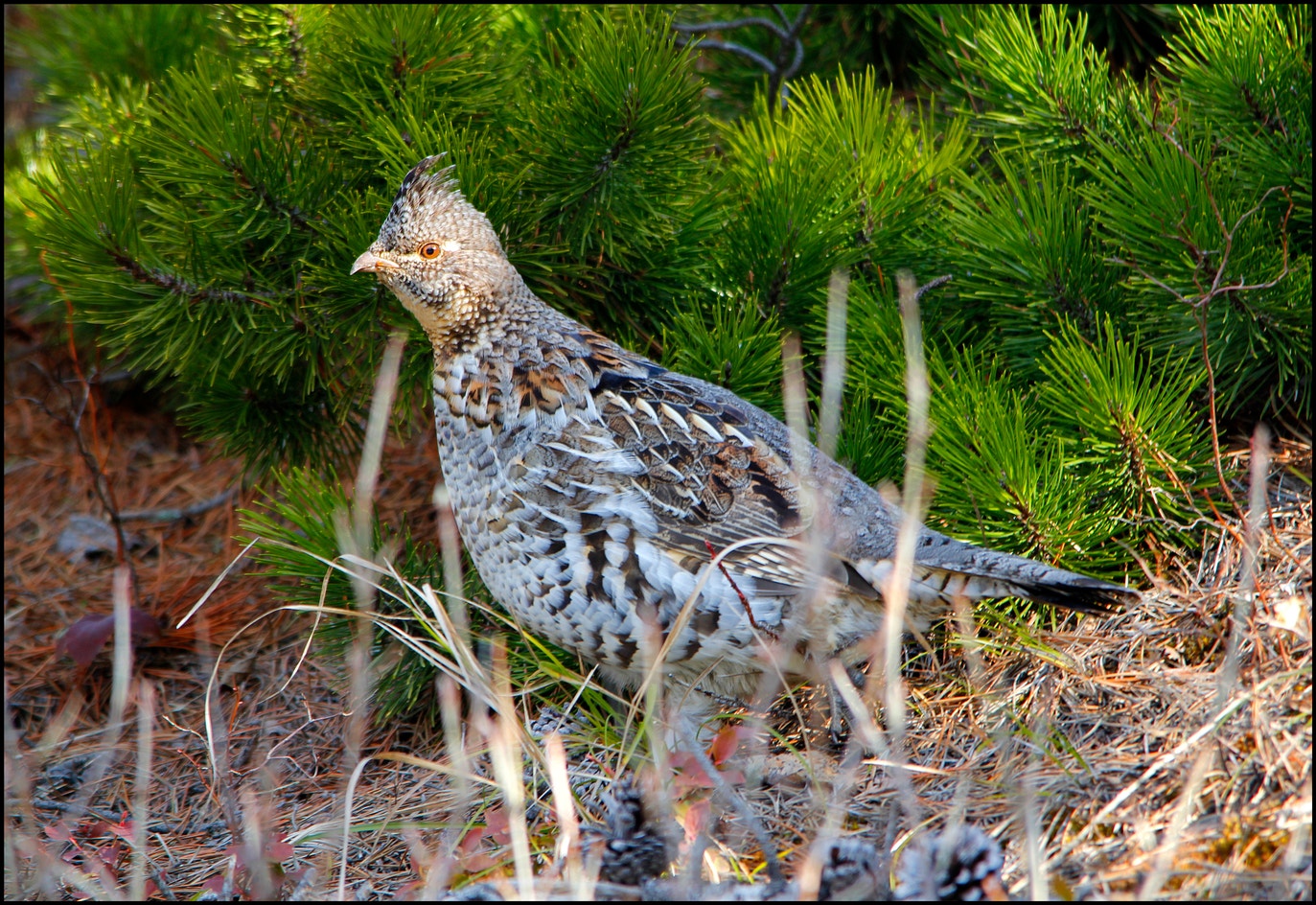 Ruffed Grouse | Audubon Field Guide
