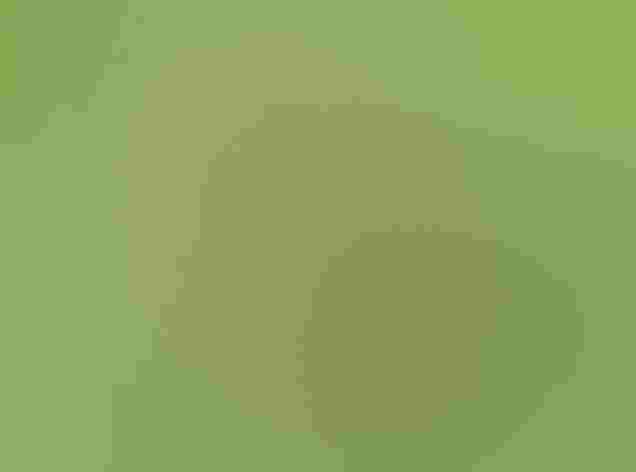 Adult. Foto: Tom Benson/Flickr (CC-BY-NC-ND-2.0)