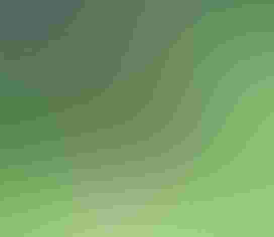 Adult. Foto: Tom Benson/Flickr (CC-BY-NC-ND-2.0)