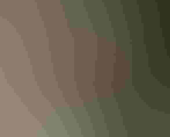 Adult. Foto: Pablo Leautaud/Flickr (CC-BY-NC-2.0)