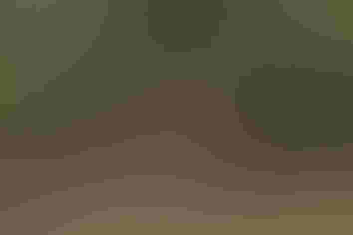 Immature. Photo: Aaron Maizlish/Flickr (CC BY NC 2.0)