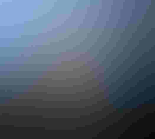 Adult male. Photo: Kjetil Hansen/Wikimedia