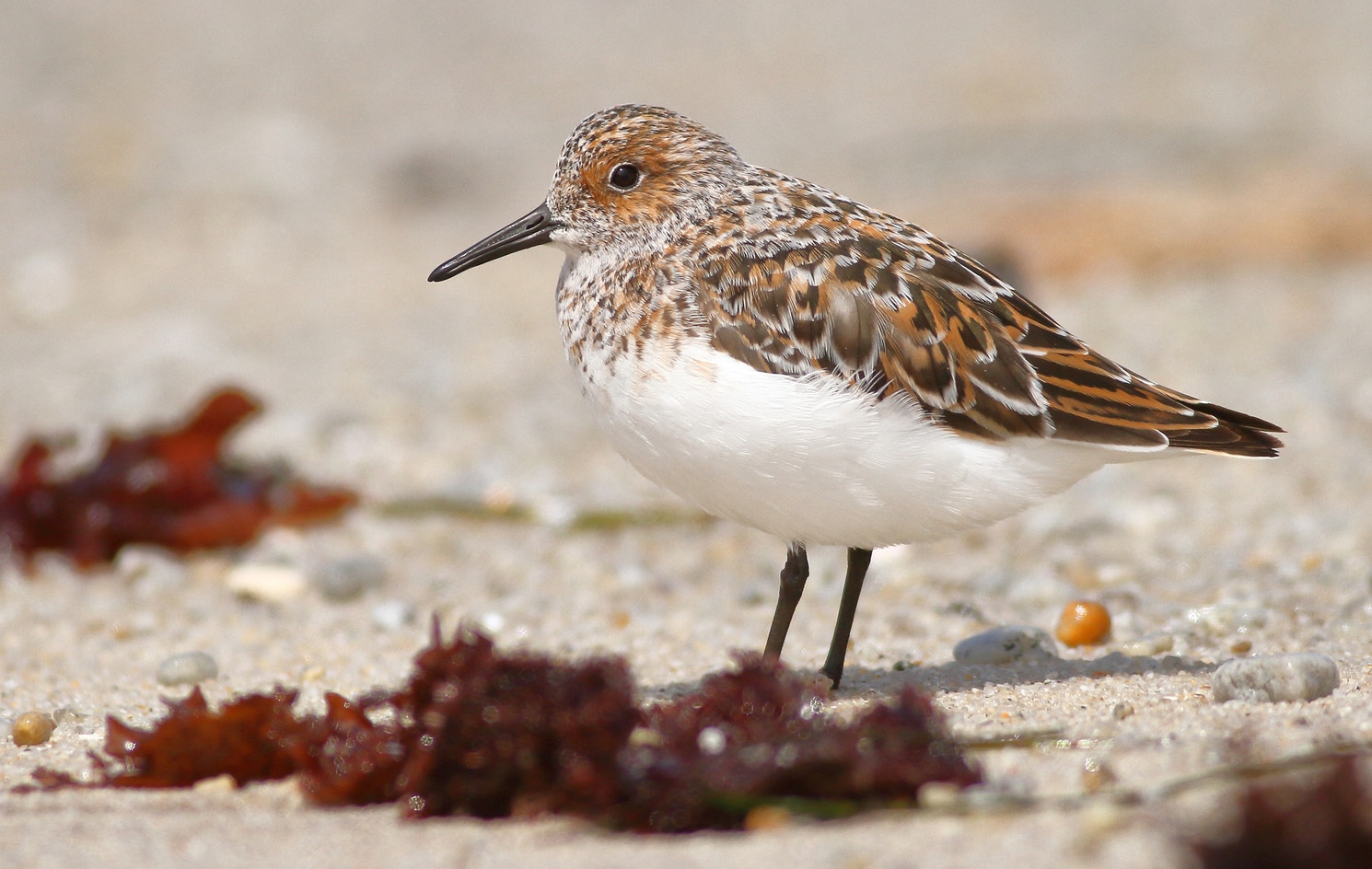 Sanderling | Audubon Field Guide