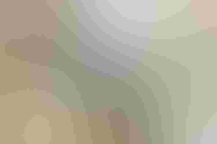 Adult. Photo: Kelly Colganazar/Flickr (CC BY ND 2.0)