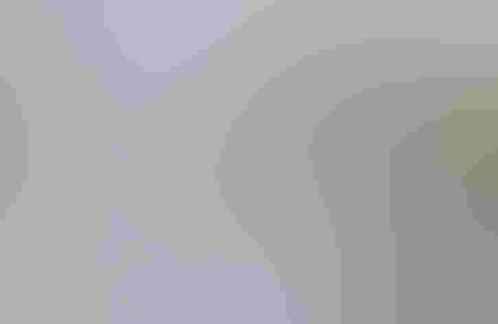 Adult (Ipswich form). Photo: Dominic Sherony/Flickr (CC BY SA 2.0)