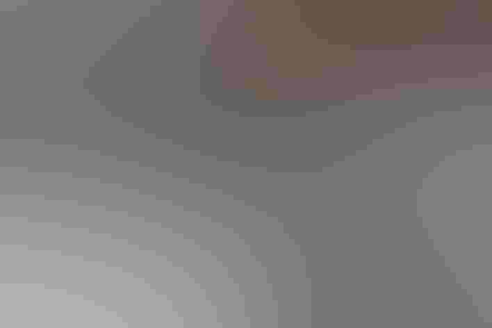 Adult (Belding's form). Photo: Jamie Chavez/Flickr (CC BY NC 2.0)