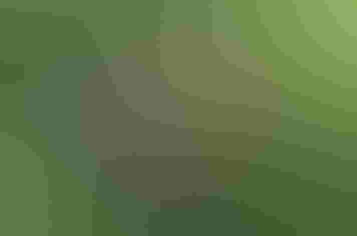 Fledglings. Photo: Renee Grayson/Flickr (CC BY 2.0)