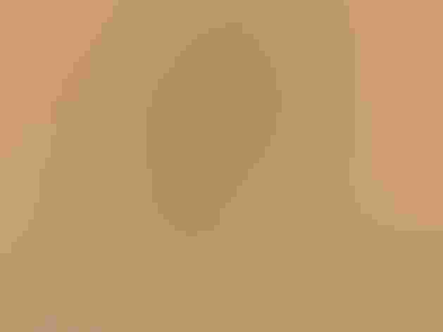 Adult. Photo: Shanthanu Bhardwaj/Flickr (CC BY SA 2.0)