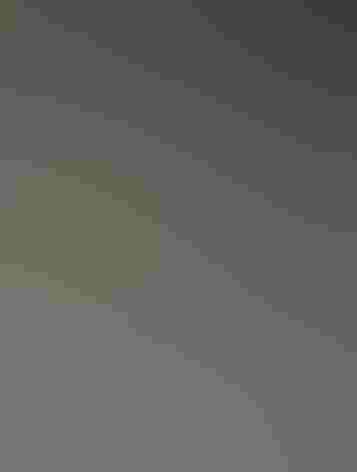 Adult female. Photo: Felix Uribe/Flickr (CC BY SA 2.0)