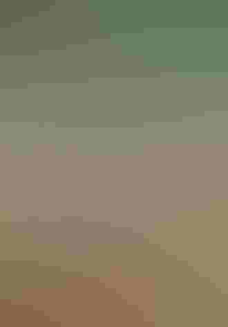 Adult female. Photo: Felix Uribe/Flickr (CC BY SA 2.0)