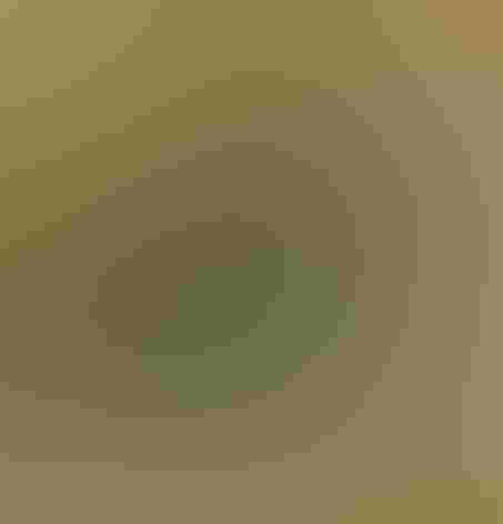 Adult males. Photo: Bernard Dupont/Flickr (CC BY SA 2.0)