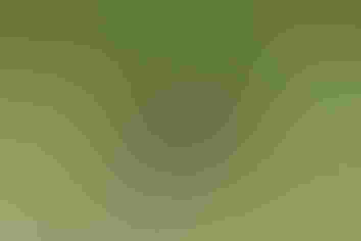 Adult male. Photo: Mike Charest/Flickr