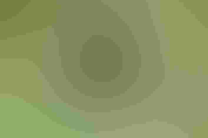 Adult male. Photo: Mike Charest/Flickr