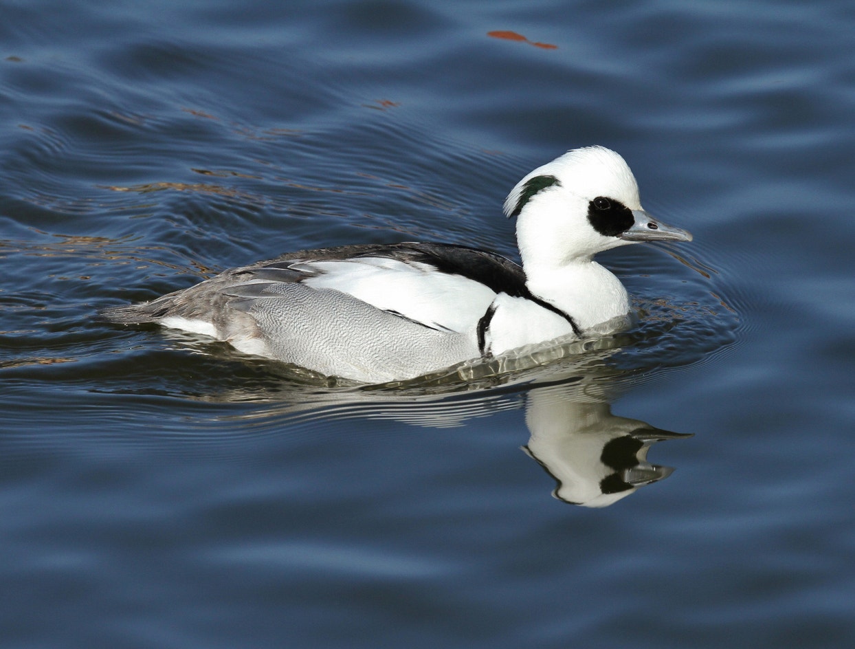 Smew Drawing Smew | Audubon Field Guide