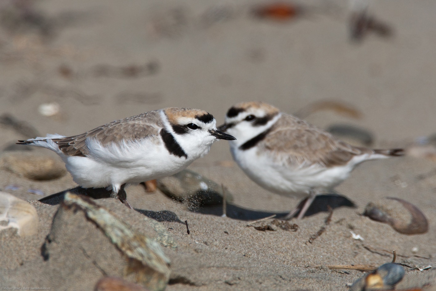 Plover Def Snowy Plover | Audubon Field Guide