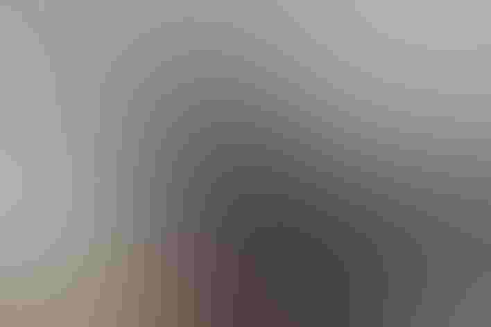 Immature male. Foto: Laura L. Whitehouse/USFWS/Flickr (CC-BY-2.0)