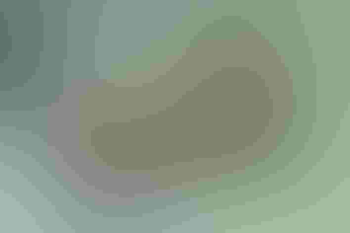 Adult female and immature male. Foto: Laura L. Whitehouse/USFWS/Flickr (CC-BY-2.0)