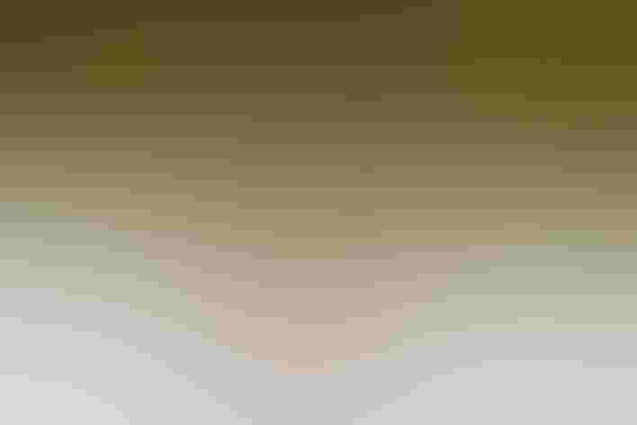 Breeding adult male. Foto: Mick Thompson/Flickr (CC-BY-NC-2.0)