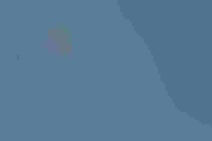 Breeding adult males and adult female. Foto: Antero Topp/Shutterstock