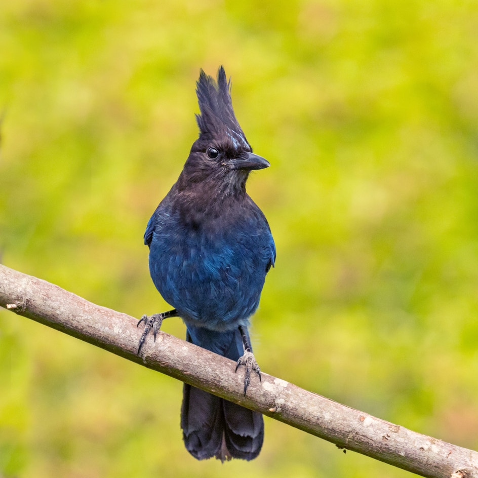 Steller S Jay Audubon Field Guide