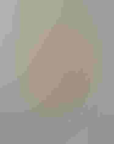 Adult male. Foto: Dick Culbert/Flickr (CC-BY-2.0)