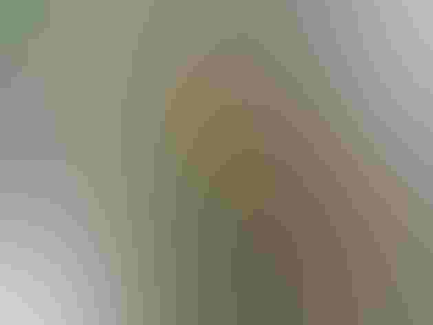 Adult male. Foto: Rich Hoeg/Flickr (CC-BY-NC-ND-2.0)