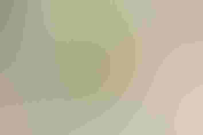 Female or immature. Foto: auldscot/Shutterstock