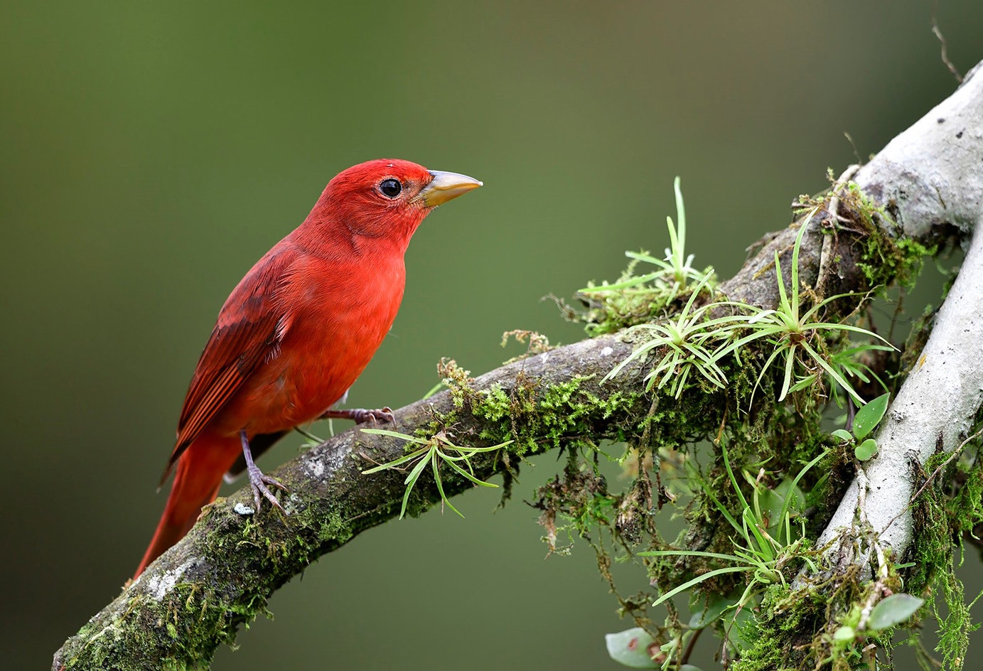 Tananger Summer Tanager | Audubon Field Guide