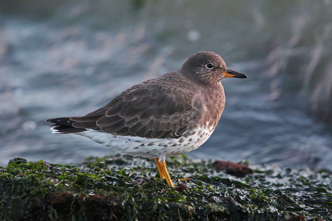 Surfbird Tea Surfbird | Audubon Field Guide