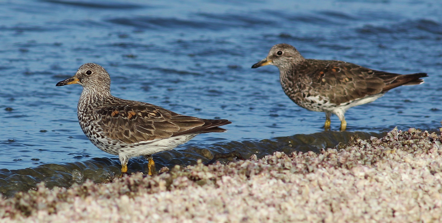 Surfbird Tea Surfbird | Audubon Field Guide