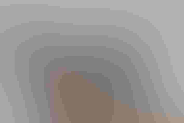 Adult. Foto: Steve Valasek/Flickr (CC-BY-NC-ND-2.0)