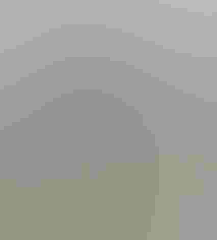 Non-breeding adult. Photo: Clive Griffin/Flickr (CC-BY-NC-ND-2.0)