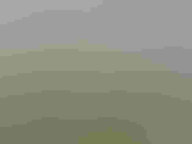 Molting adult. Photo: Imran Shah/Flickr (CC-BY-SA-2.0)