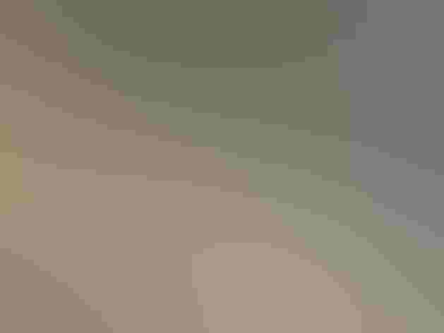 Breeding adults. Photo: Imran Shah/Flickr (CC-BY-SA-2.0)