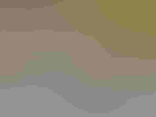 Non-breeding adult. Photo: Imran Shah/Flickr (CC-BY-SA-2.0)