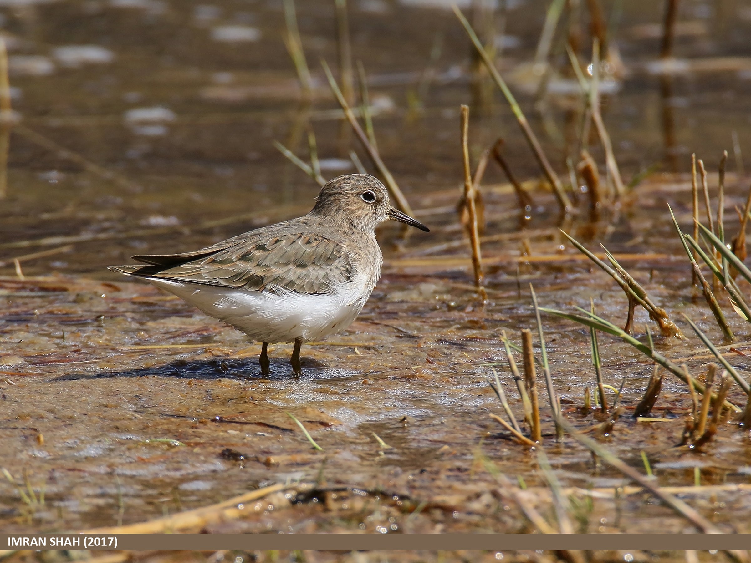 Temminck's Stint | Audubon Field Guide