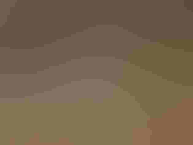 Breeding adult. Photo: Imran Shah/Flickr (CC-BY-SA-2.0)