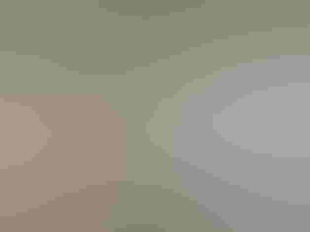 Molting adult. Photo: Imran Shah/Flickr (CC-BY-SA-2.0)