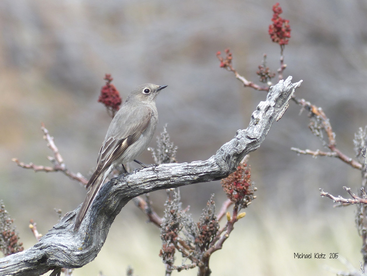 Townsend's Solitaire | Audubon Field Guide
