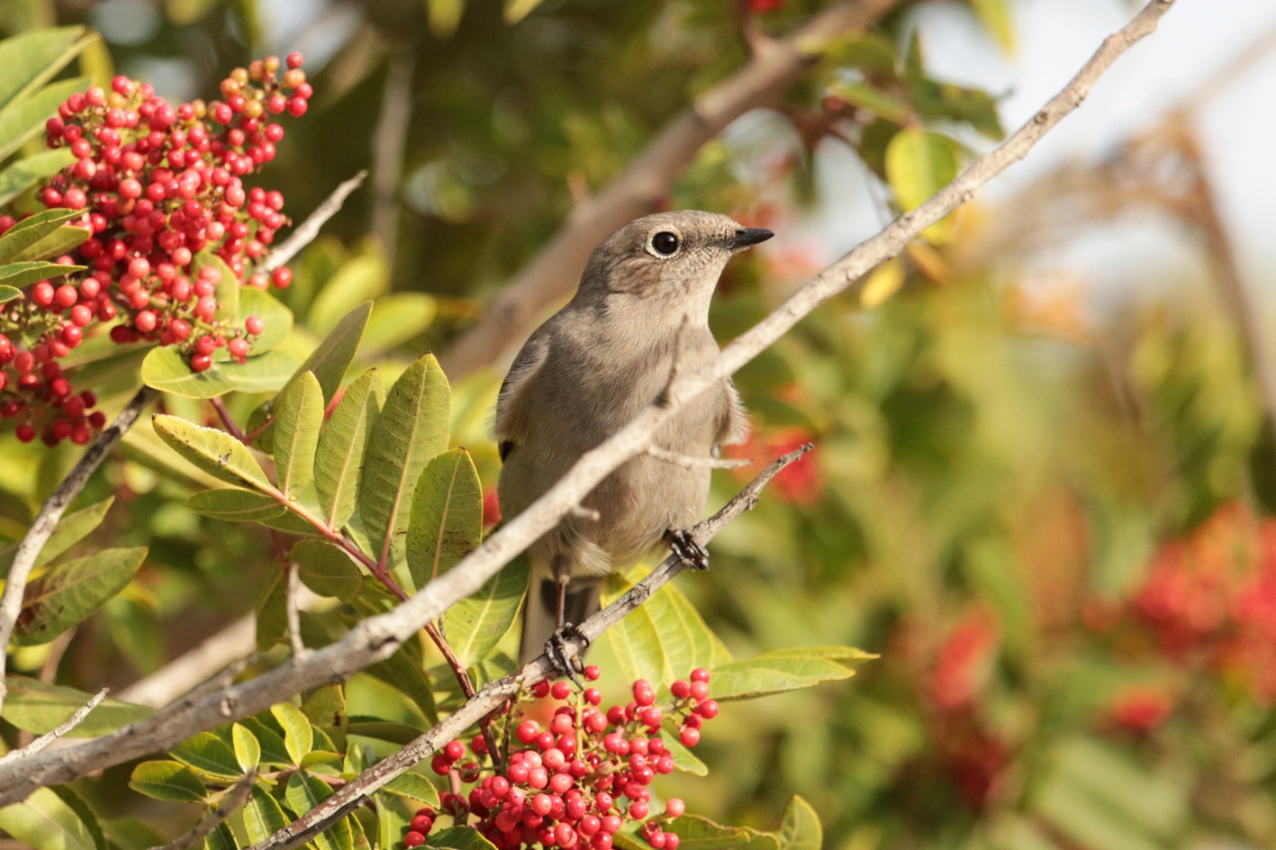 Townsend's Solitaire | Audubon Field Guide
