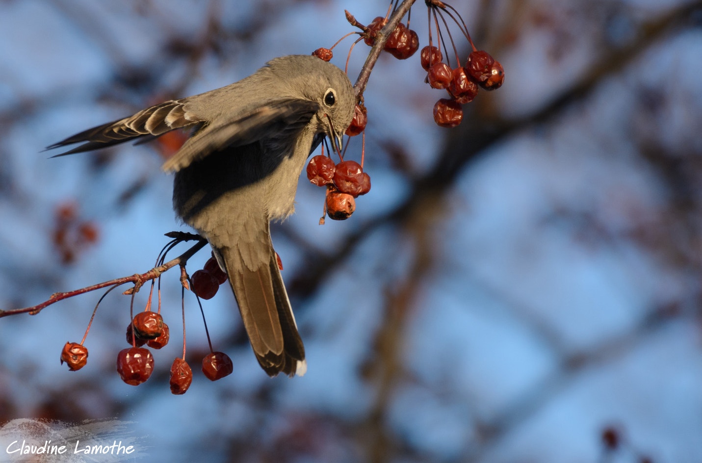 Townsend's Solitaire | Audubon Field Guide