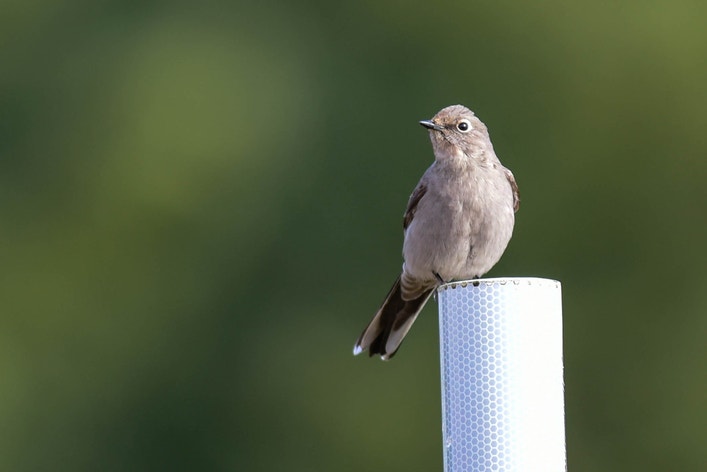 Townsend's Solitaire | Audubon Field Guide