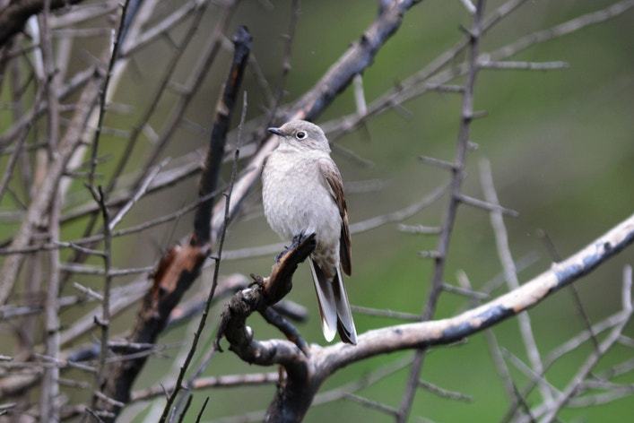 Townsend's Solitaire | Audubon Field Guide