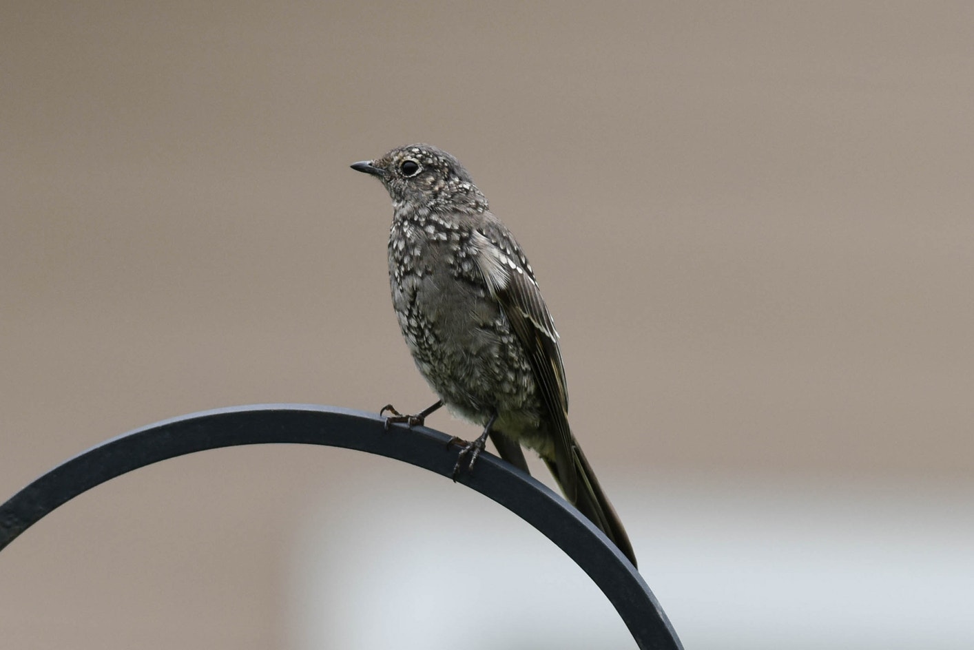 Townsend's Solitaire | Audubon Field Guide