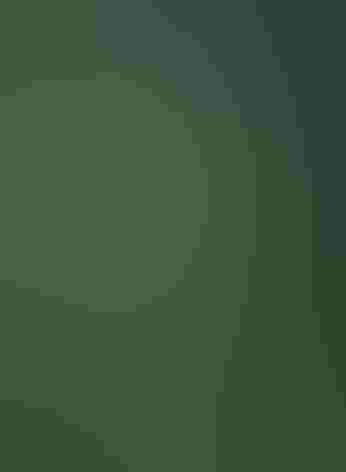 Adult. Photo: Felix Uribe/Flickr (CC-BY-SA-2.0)