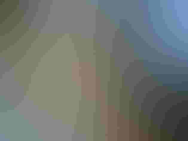 Adult. Photo: Felix Uribe/Flickr (CC-BY-SA-2.0)