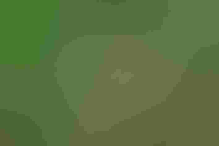 Adult. Photo: Alejandro Baye rTamayo/Flickr (CC-BY-SA-2.0)