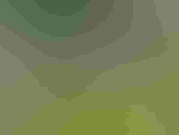 Adult. Photo: Tom Murray/Flickr (CC-BY-NC-2.0)