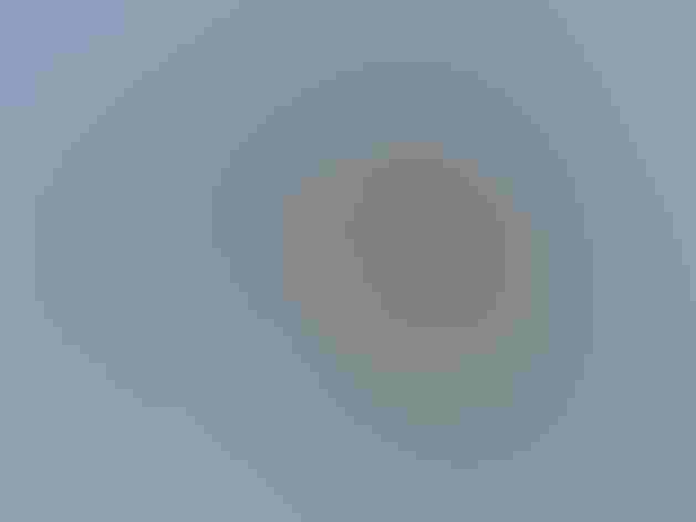 Breeding adult male. Photo: Ian Preston/Flickr (CC-BY-2.0)