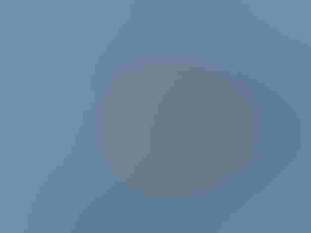 Juvenile. Photo: Ian Preston/Flickr (CC-BY-2.0)